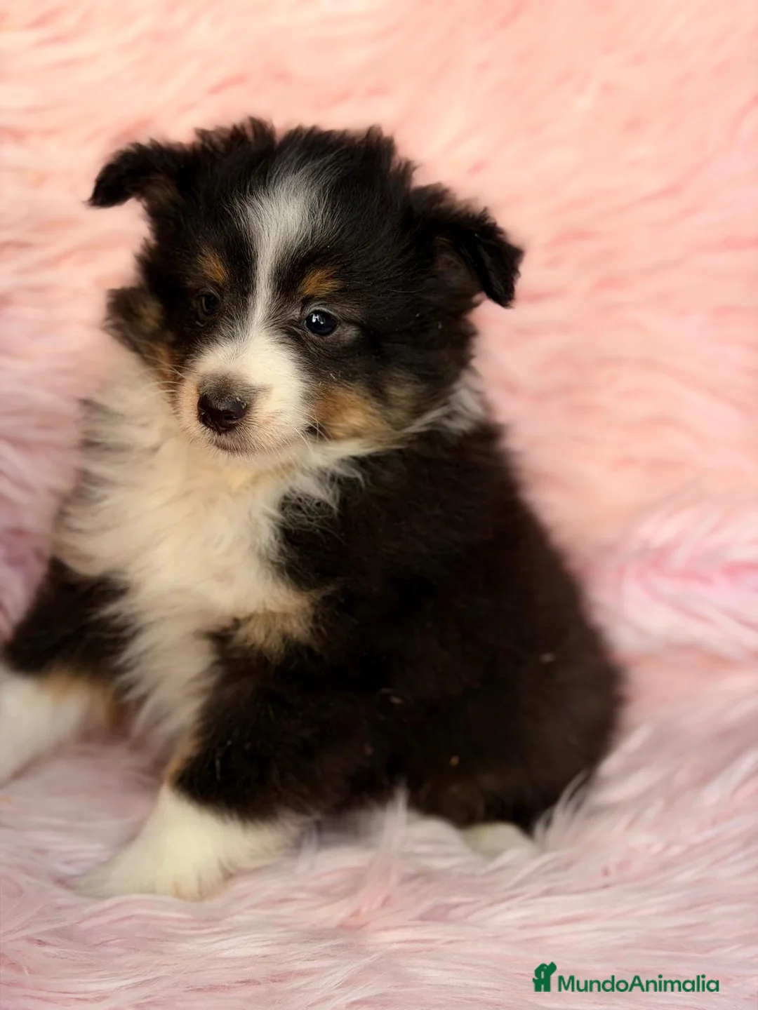 Perro Pastor de las Shetland perros en venta: Hembra Shetland tricolor  - Anuncio 1