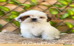 Shih Tzu perros en venta: Camada de Yadira  - Imagen 1