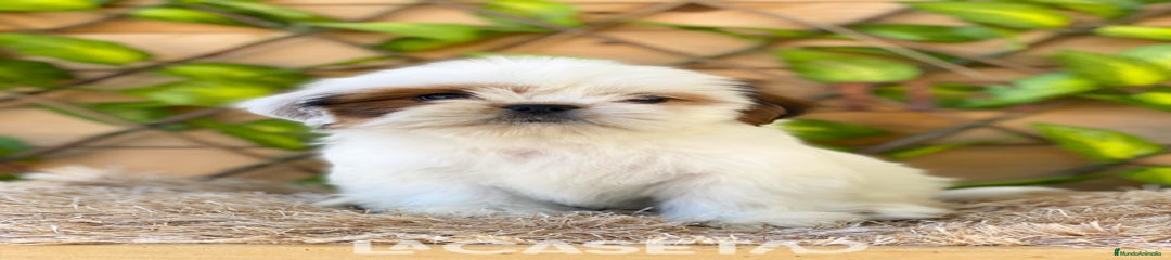 Shih Tzu Cachorro 3688