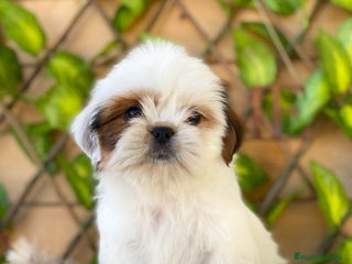 Shih Tzu perros - Anuncio 7