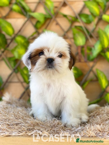 Shih Tzu perros - Anuncio 6