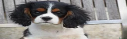 Cavalier King Charles Spaniel perros en venta: hembra tricolor calidad compañia - Anuncio 6