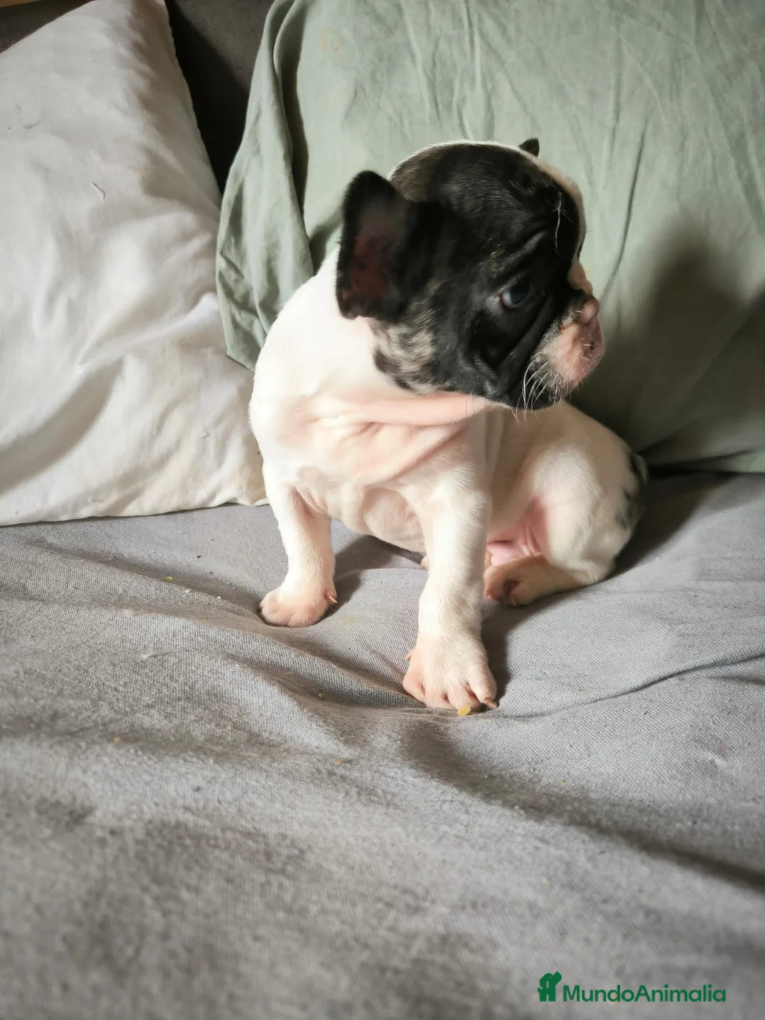 Bulldog Francés perros en venta: BULLDOG FRANCÉS MERLE en Madrid - Anuncio 3