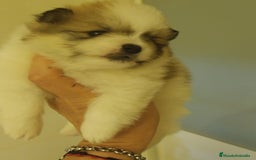 Pomerania perros en venta: Lulu de pomerania - Imagen 3