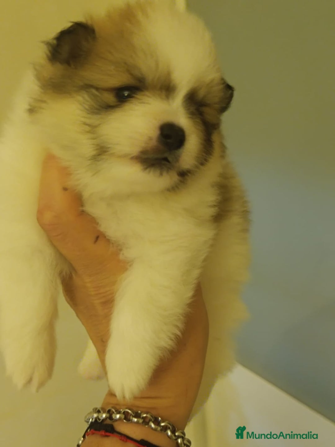 Pomerania perros en venta: Lulu de pomerania - Imagen 3