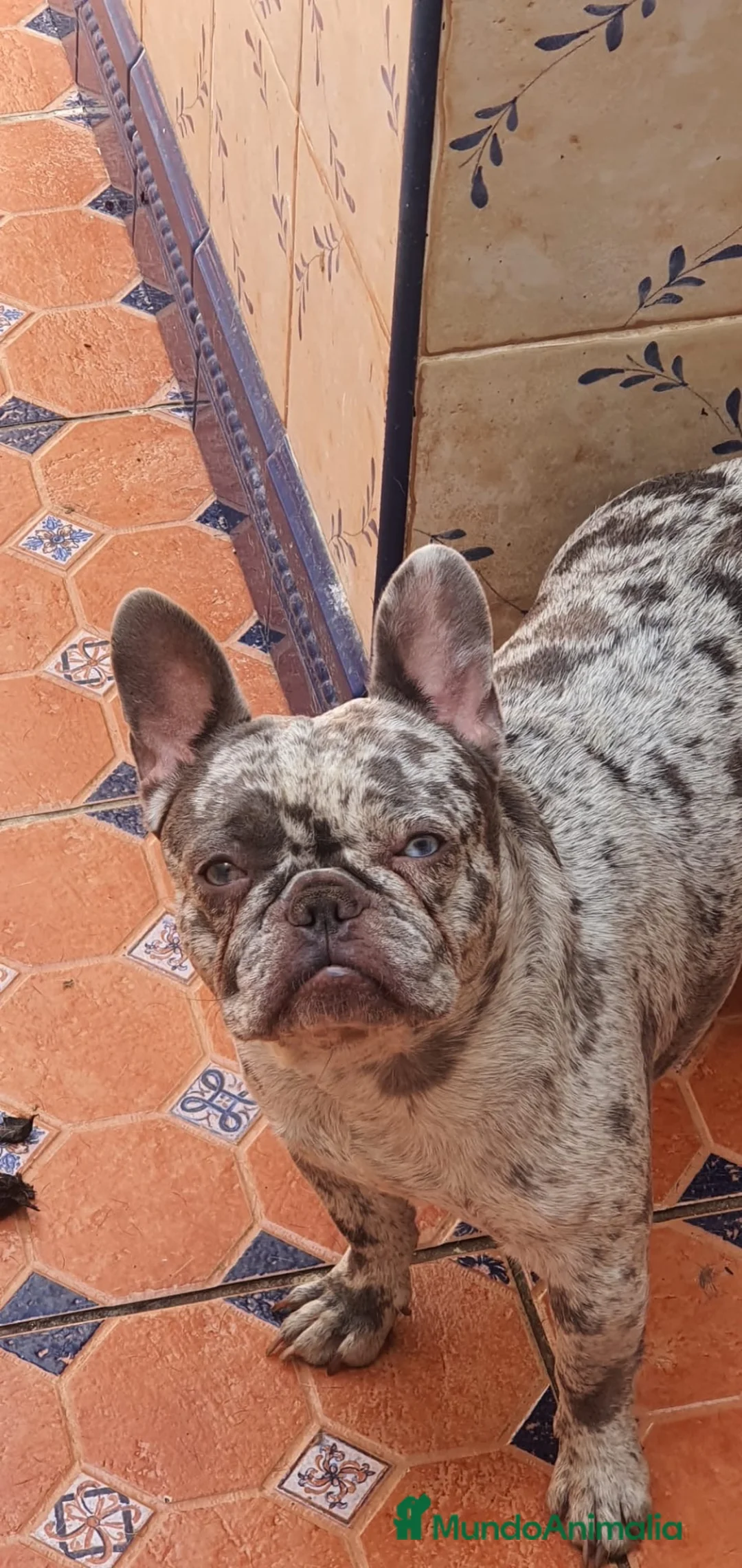 Bulldog Francés perros en venta: Bulldog francés exótico  - Anuncio 7