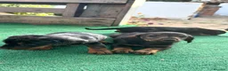 Teckel perros en venta: Teckel - Anuncio 1