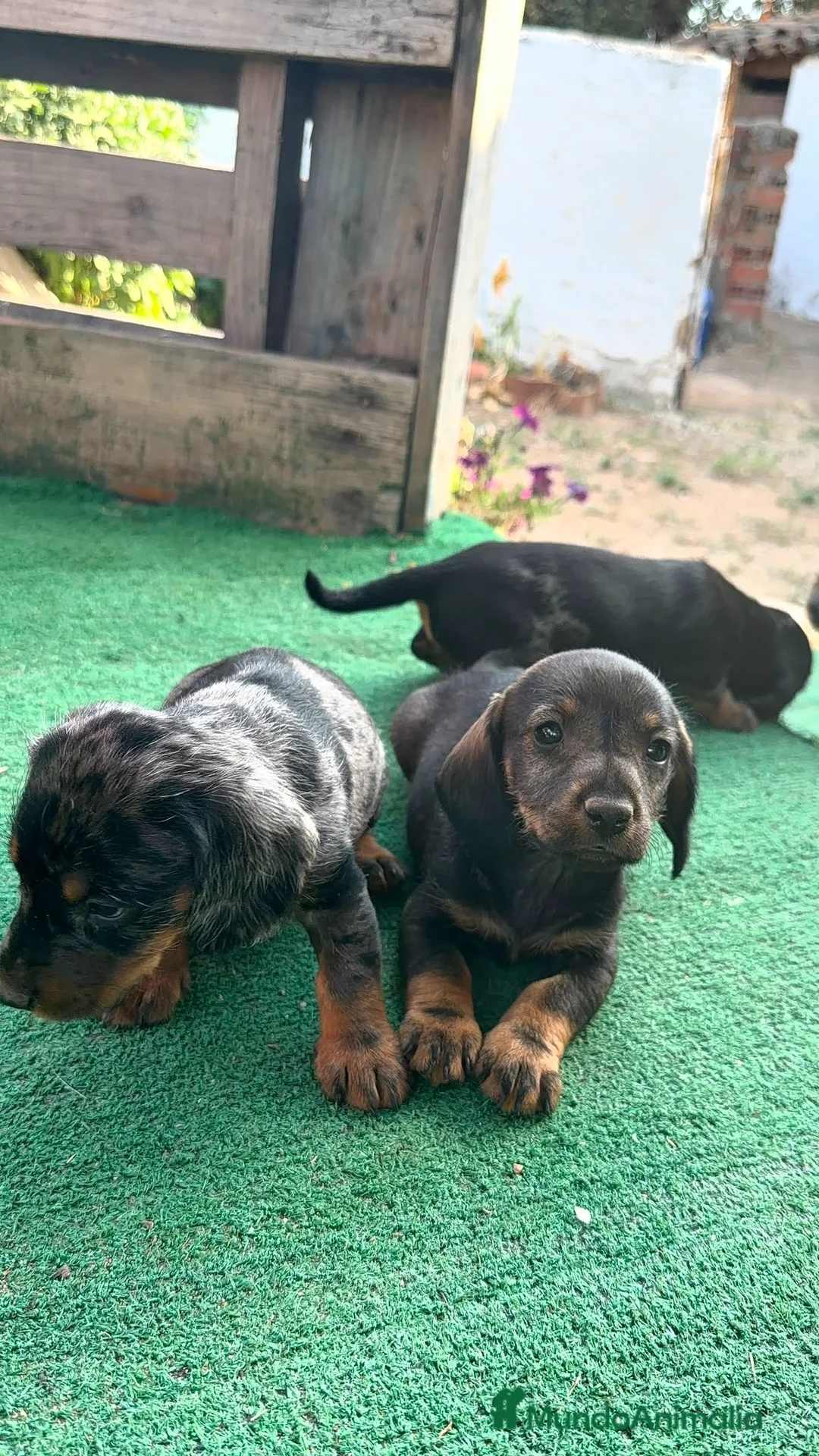 Teckel perros en venta: Teckel - Anuncio 1