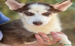 Husky Siberiano perros en venta: Husky rojo - Imagen 4