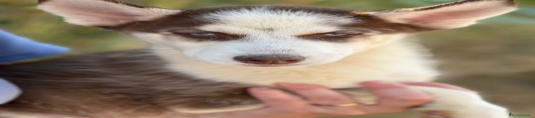 Husky Siberiano Cachorro 3