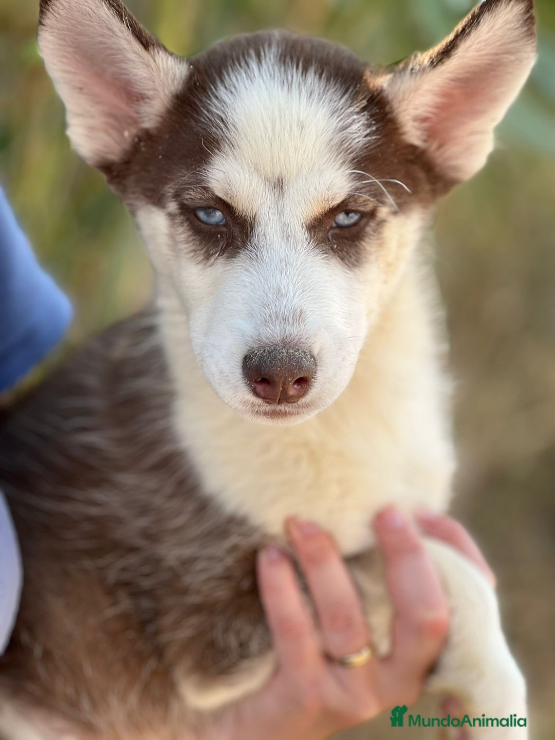 Husky Siberiano perros en venta: Husky rojo - Imagen 4