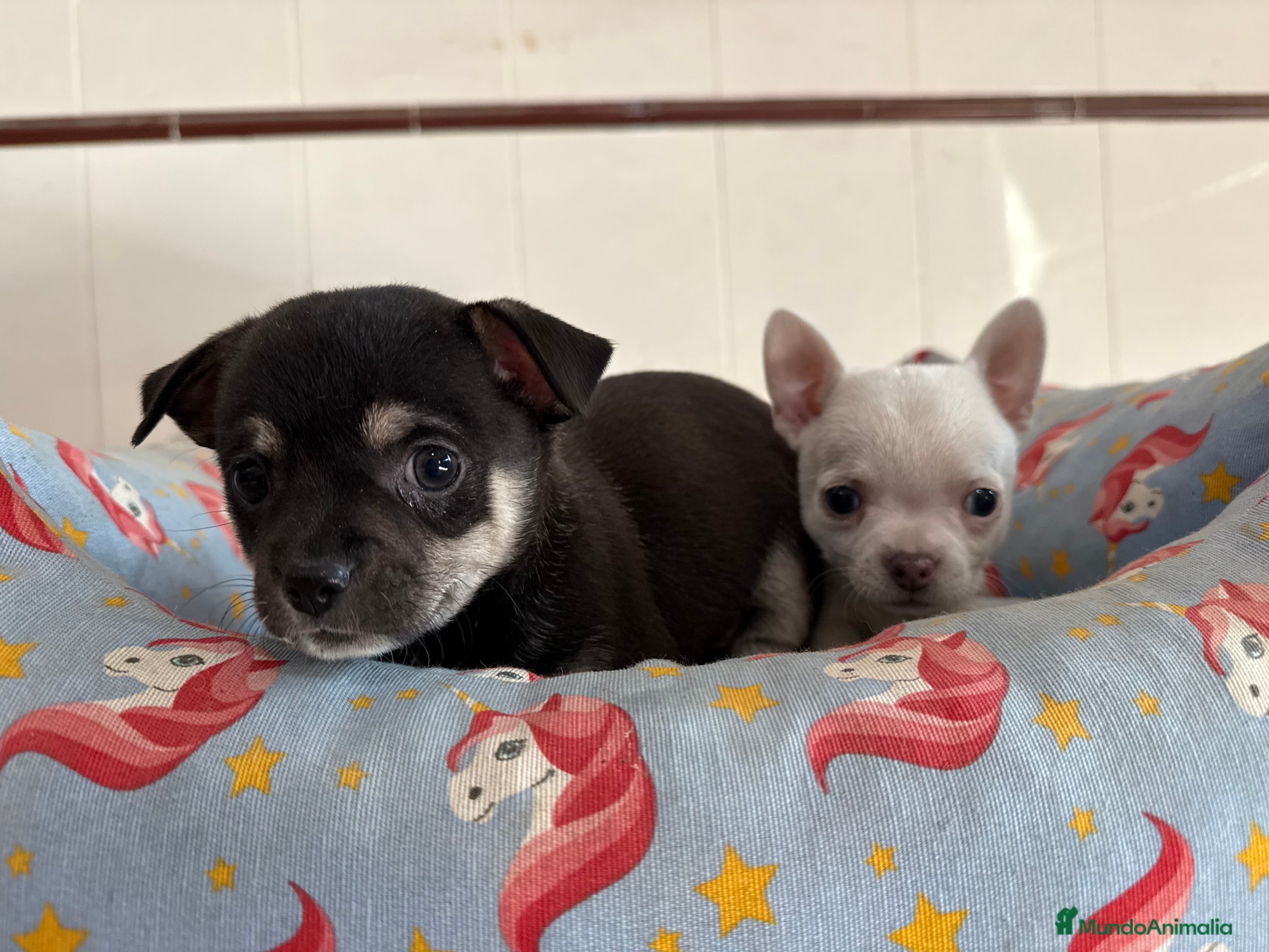 Chihuahua perros Cachorros machos chihuahuas - Anuncio 38