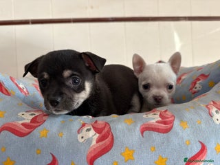 Chihuahua perros Cachorros machos chihuahuas - Anuncio 1