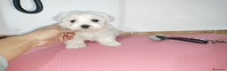 Bichón Maltés perros en venta: Bichón maltés americano en Badajoz - Anuncio 2
