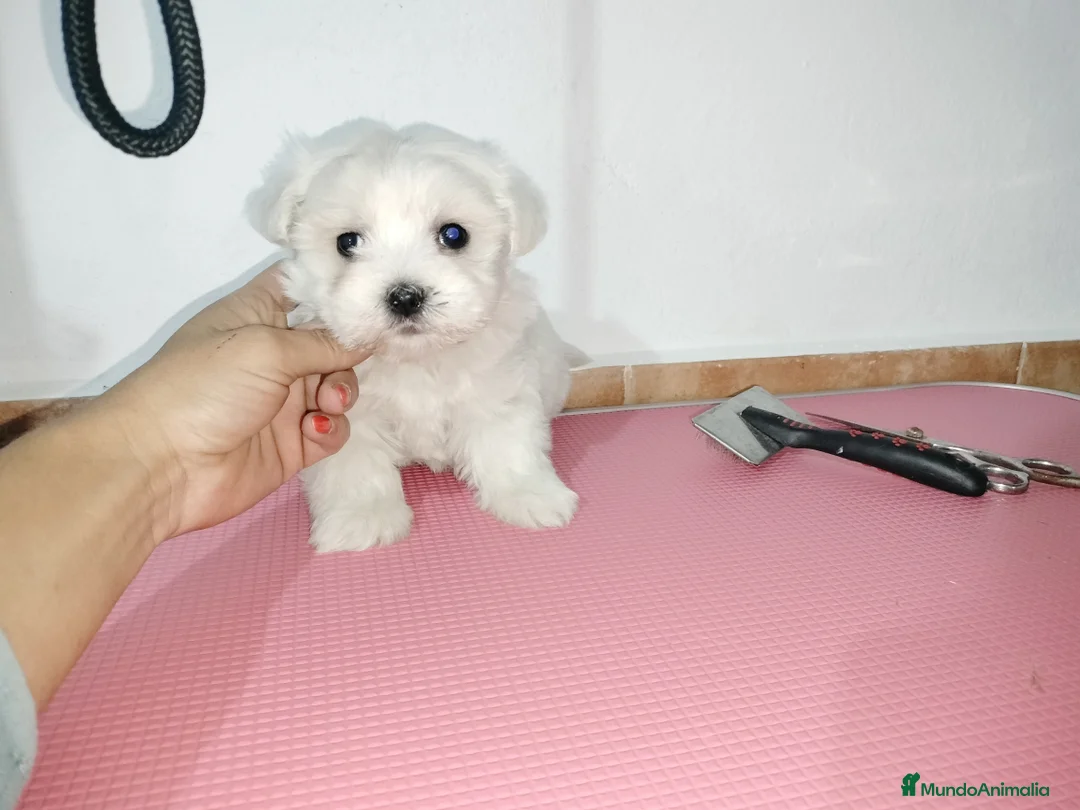 Bichón Maltés perros en venta: Bichón maltés americano en Badajoz - Anuncio 2