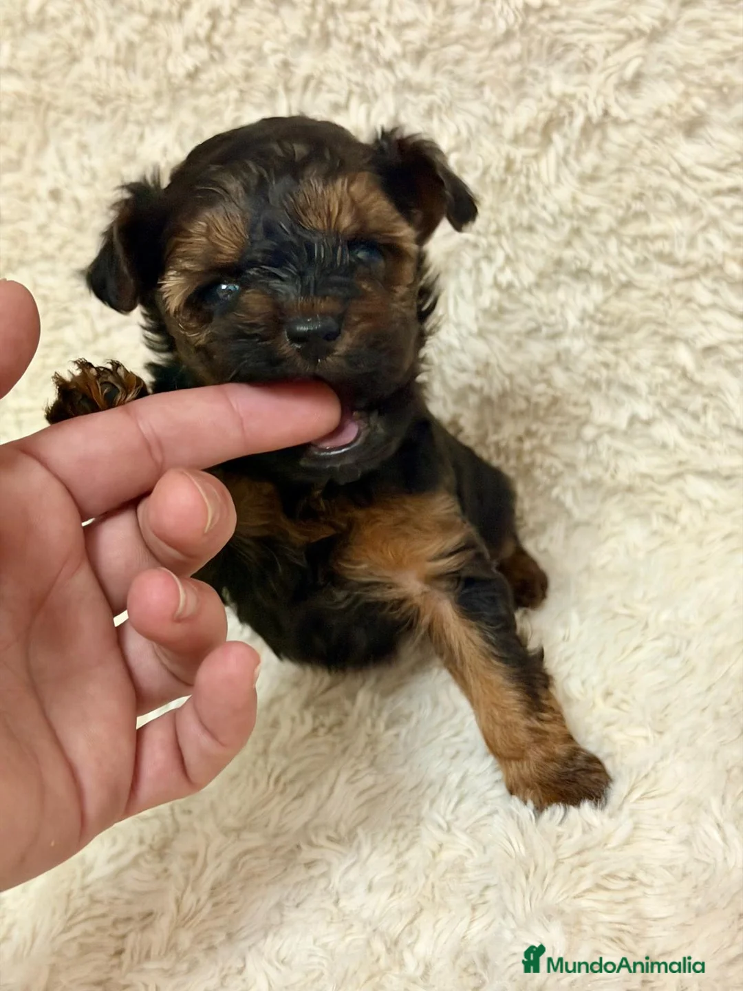 Yorkiepoo perros en venta: Yorkiepoo tacita de té  - Anuncio 1