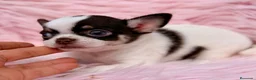 Chihuahua perros en venta: Hembra chihuahua 🐾 - Anuncio 6