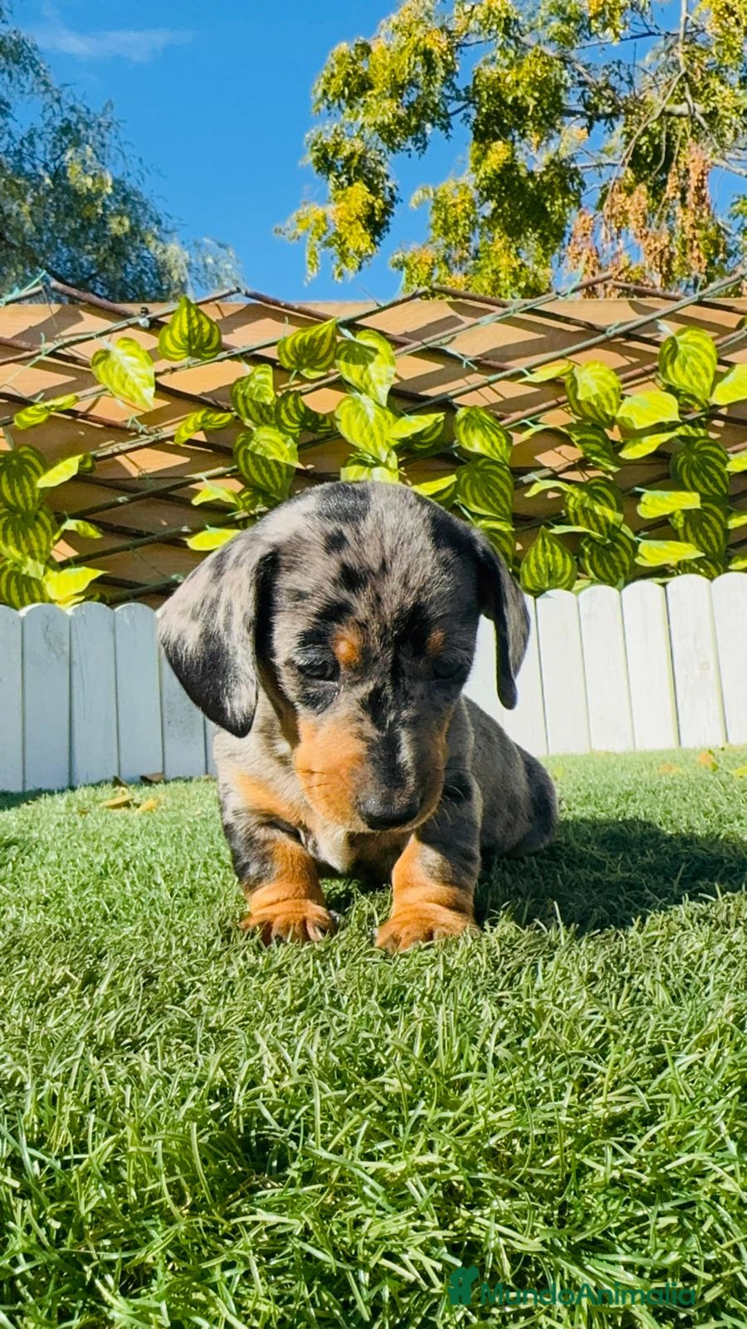 Teckel Miniatura perros en venta: TECKEL MINIATURA HEMBRA - Anuncio 19