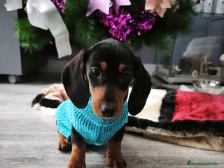 Teckel perros Teckel de pelo corto - Anuncio 1