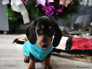 Teckel perros Teckel de pelo corto - Anuncio 6