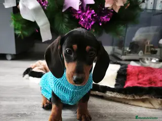 Teckel perros Teckel de pelo corto - Anuncio 18