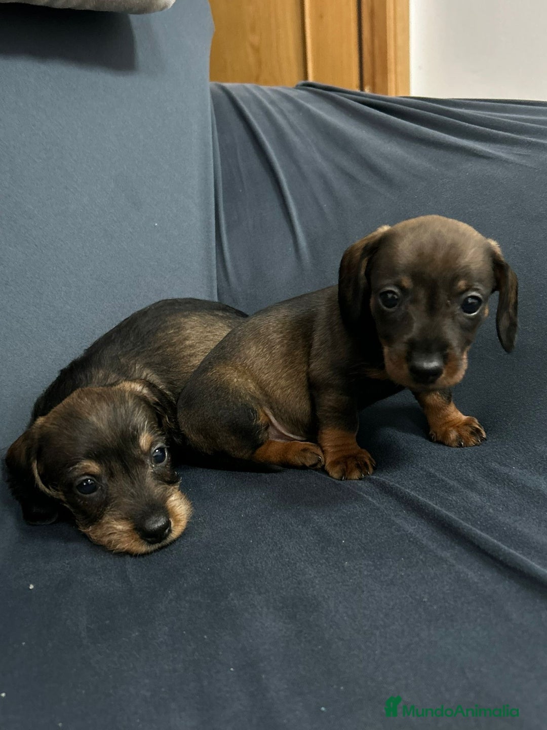 Teckel Miniatura perros en venta: Teckel mini pelo duro  - Anuncio 9