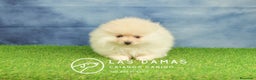 Pomerania perros en venta: Pomeranias hembras disponibles - Anuncio 2
