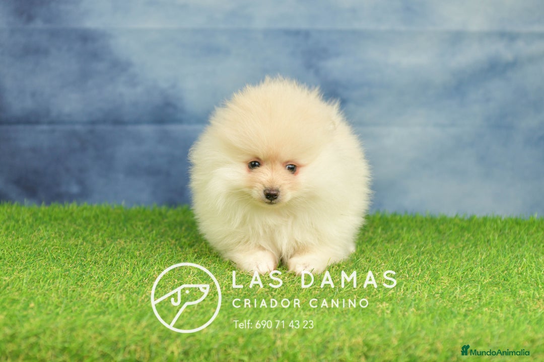 Pomerania perros en venta: Pomeranias hembras disponibles - Anuncio 2
