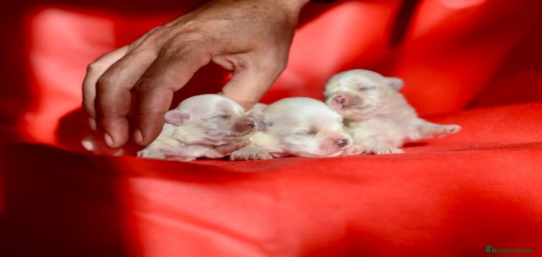 Imagen de galería {{count}}