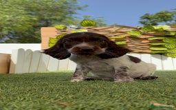 Cocker Spaniel Inglés perros en venta: COCKER SPANIEL RUANO - Imagen 6
