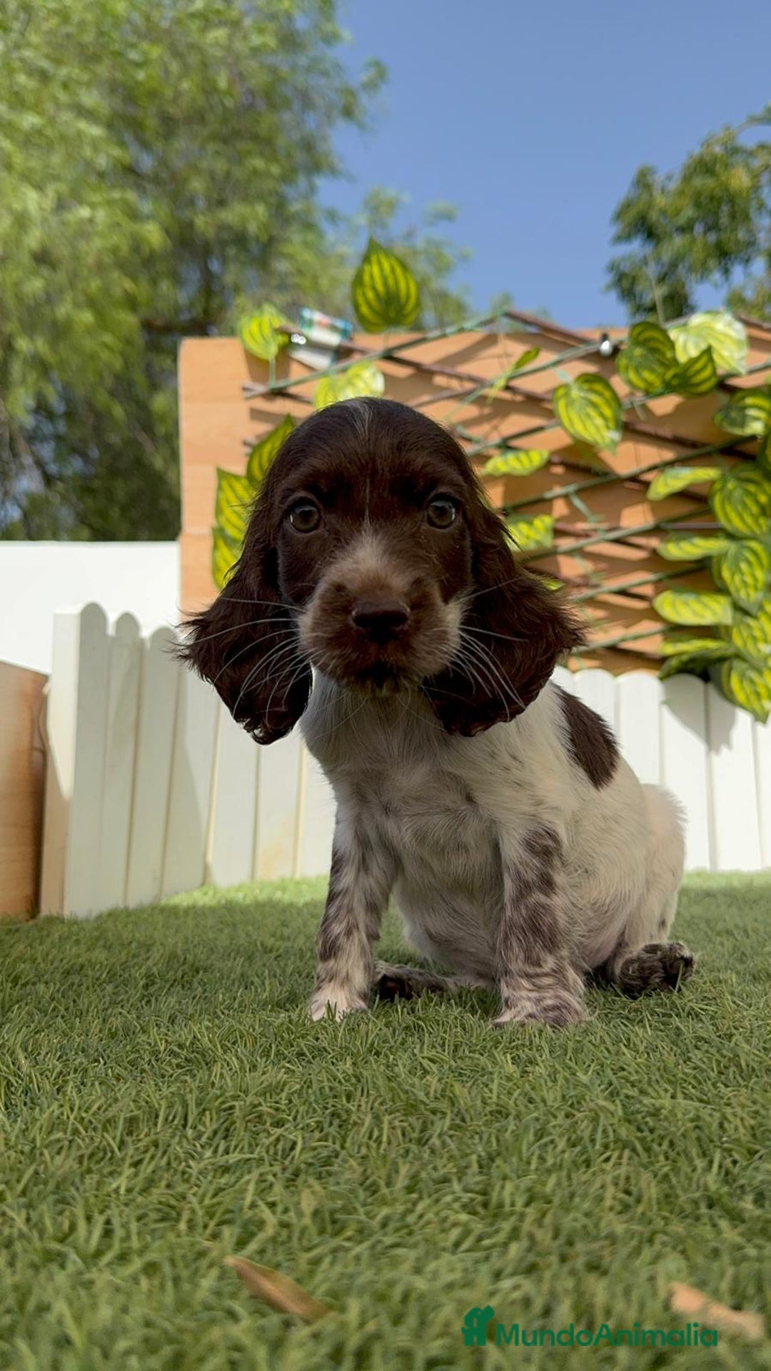 Cocker Spaniel Inglés perros en venta: COCKER SPANIEL RUANO - Imagen 6