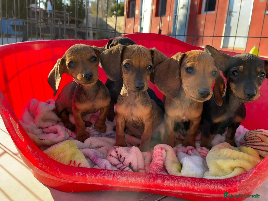 Teckel Miniatura perros en venta: Teckel kanichen cachorrito. en Valencia - Anuncio 1