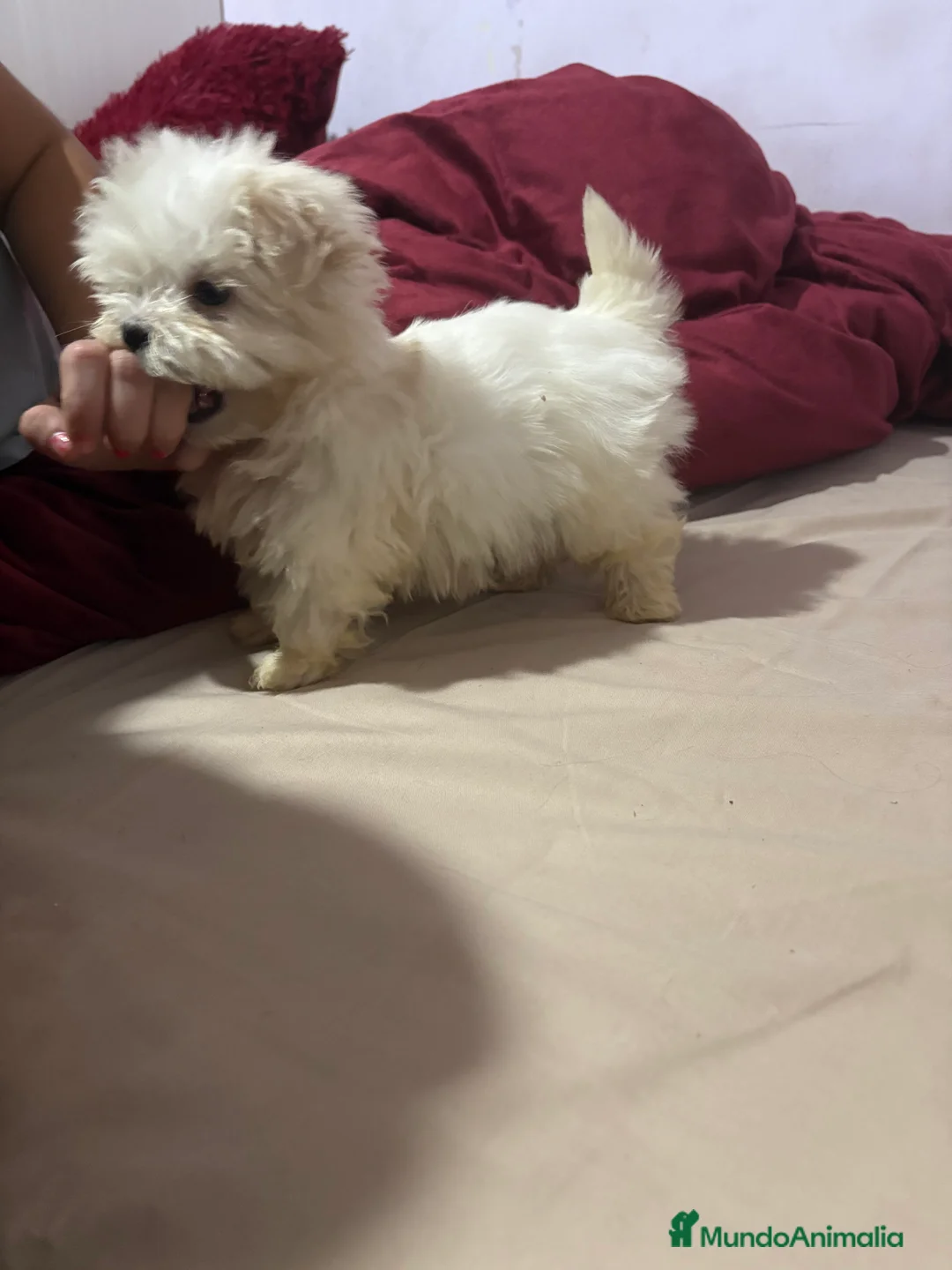 Bichón Maltés perros en venta: Bichon maltés Toy machos y hembras  - Anuncio 4
