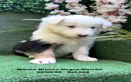 Border Collie perros en venta: Border Collie De Villa Biznaga - Imagen 2