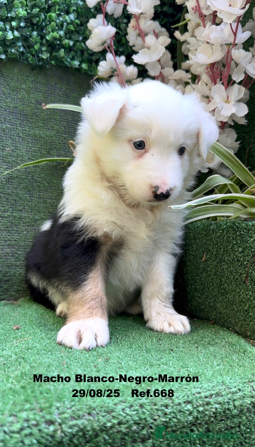 Border Collie perros en venta: Border Collie De Villa Biznaga - Imagen 2