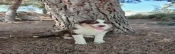 Pastor Australiano perros en venta: PASTOR AUSTRALIANO  - Anuncio 7