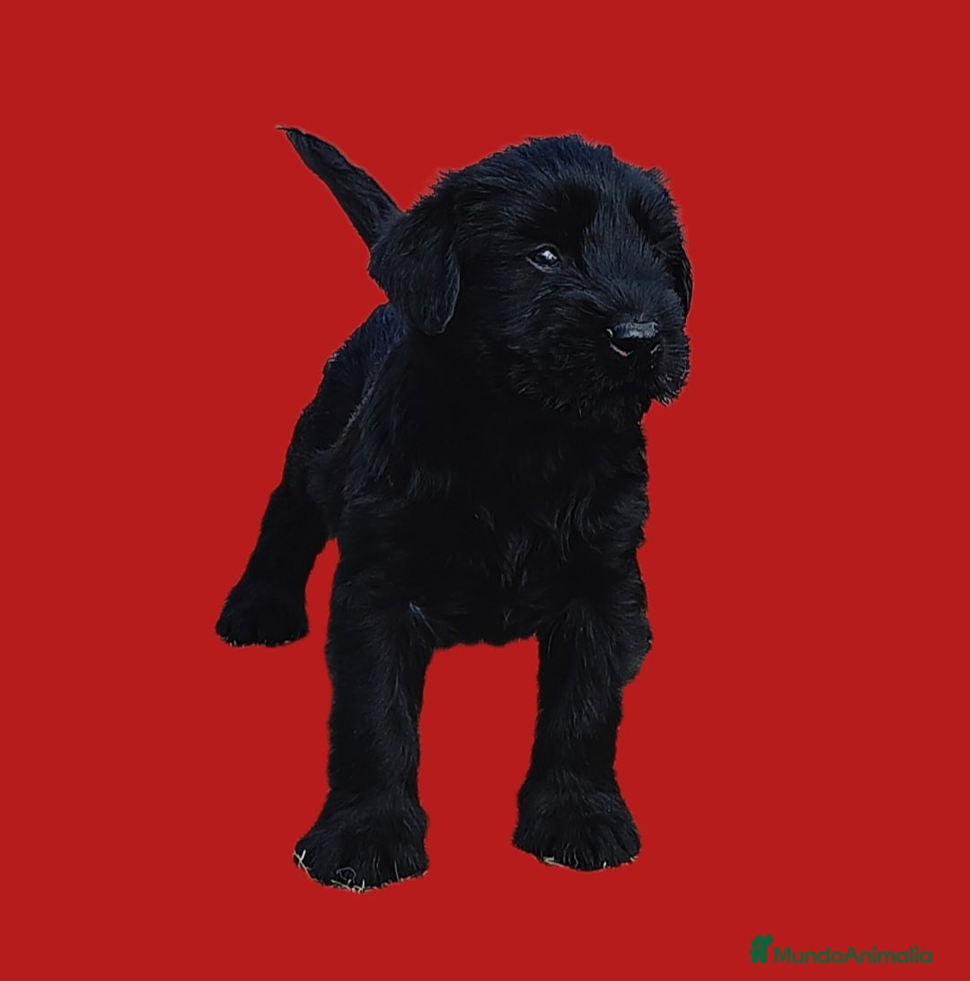 Schnauzer Gigante perros en venta: Schnauzer gigante  - Anuncio 5