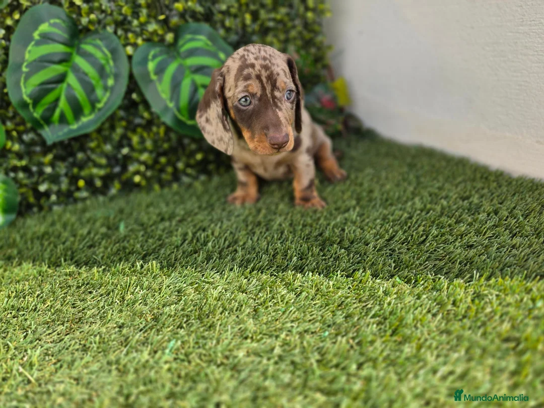 Teckel Miniatura perros en venta: TECKEL MINIATURA ARLEQUIN - Anuncio 5