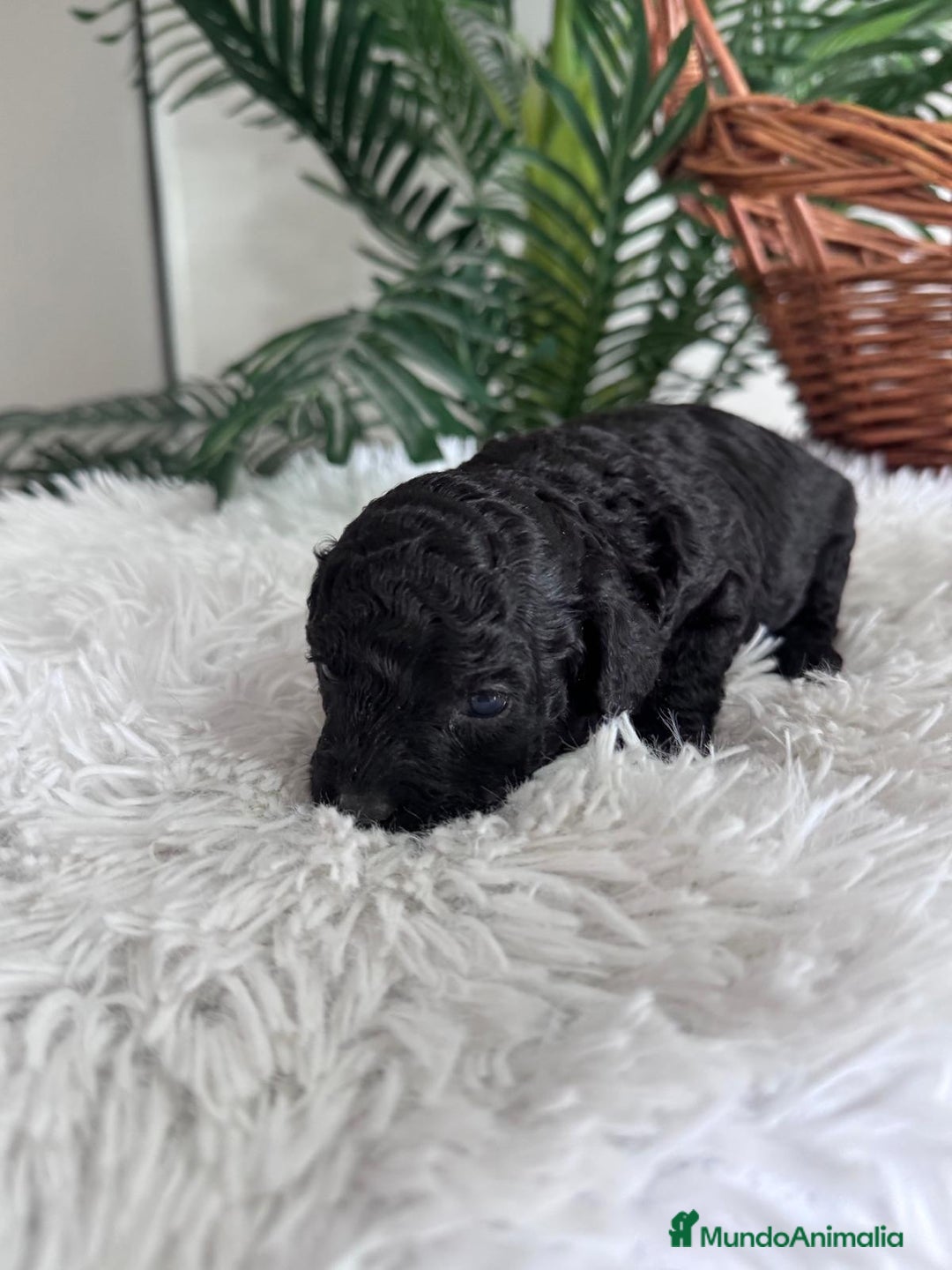 Caniche Toy perros en venta: CANICHE TOY - Anuncio 5