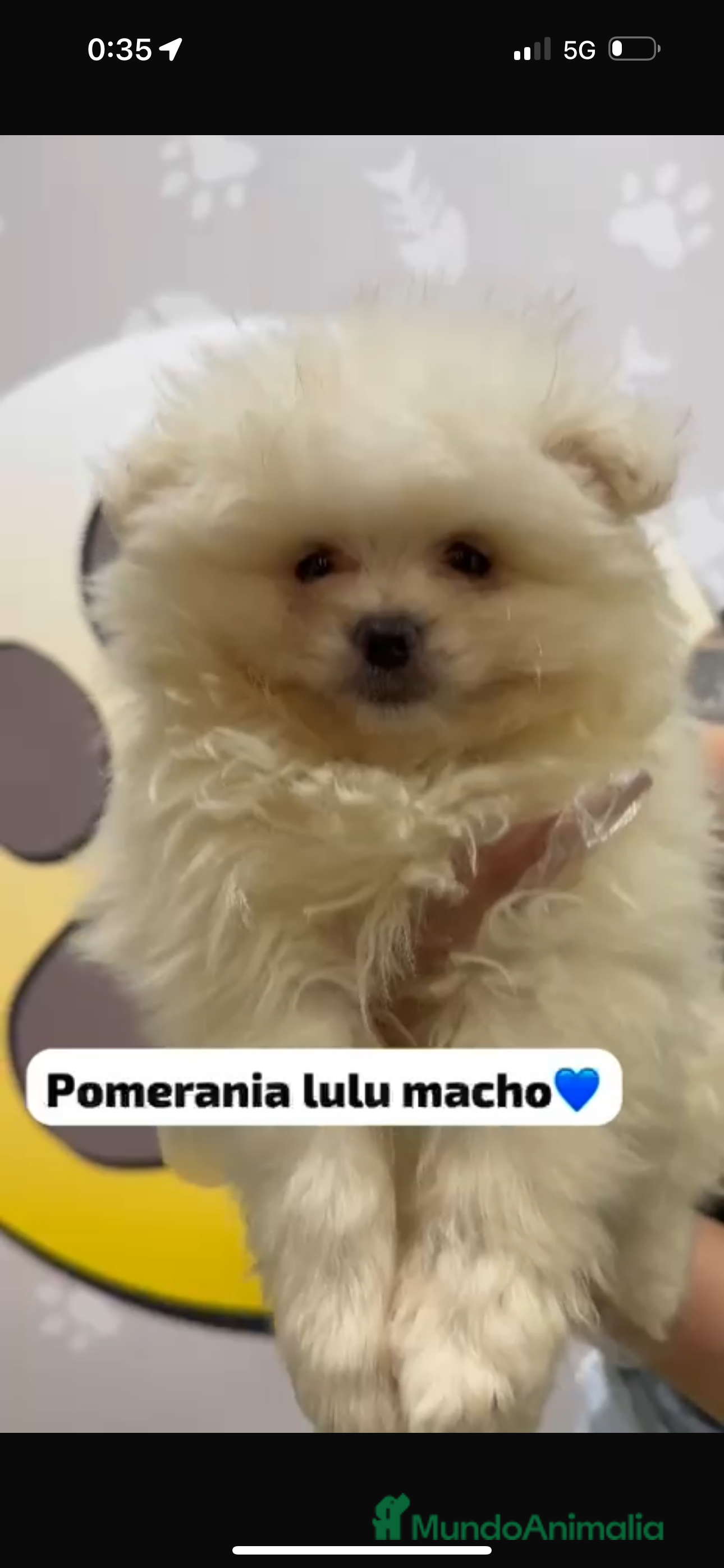 Pomerania perros Pomerania lulu toy - Anuncio 2
