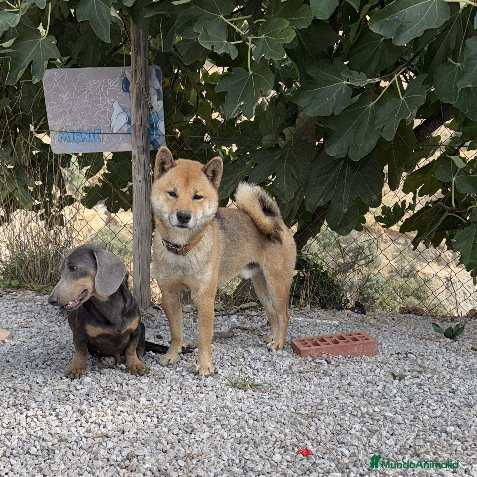 Shiba Inu perros Shiba Inu rojos machos disponibles  - Anuncio 5