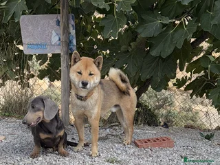 Shiba Inu perros Shiba Inu rojos machos disponibles - Anuncio 5
