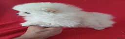 Pomerania perros en venta: Pomerania Mini  - Anuncio 2