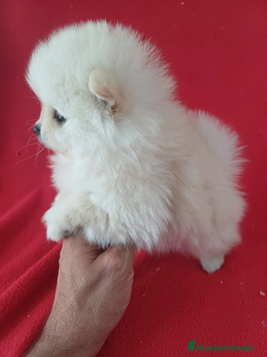 Pomerania perros en venta: Pomerania Mini  - Anuncio 2