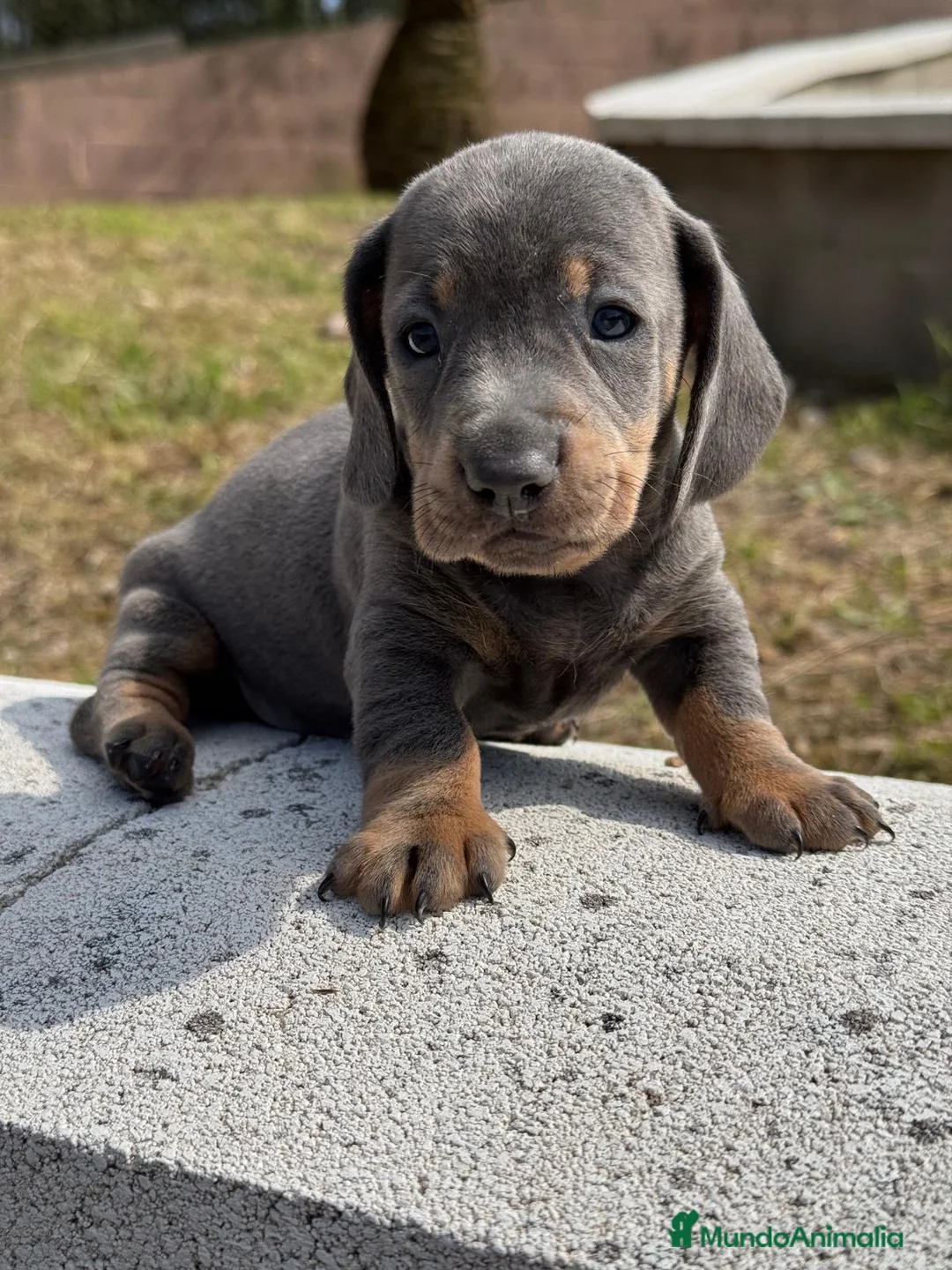 Teckel Miniatura perros en venta: TECKEL MINIATURA ISABELLA Y MERLE - Anuncio 3