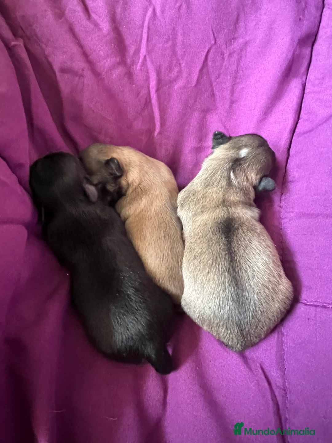 Imagen de galería {{count}}