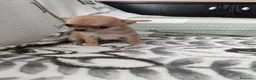 Chihuahua perros en venta: Chihuhuas toy  - Anuncio 4