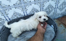 Bichón Maltés perros en venta: Bichón maltés 3 machitos  - Imagen 4