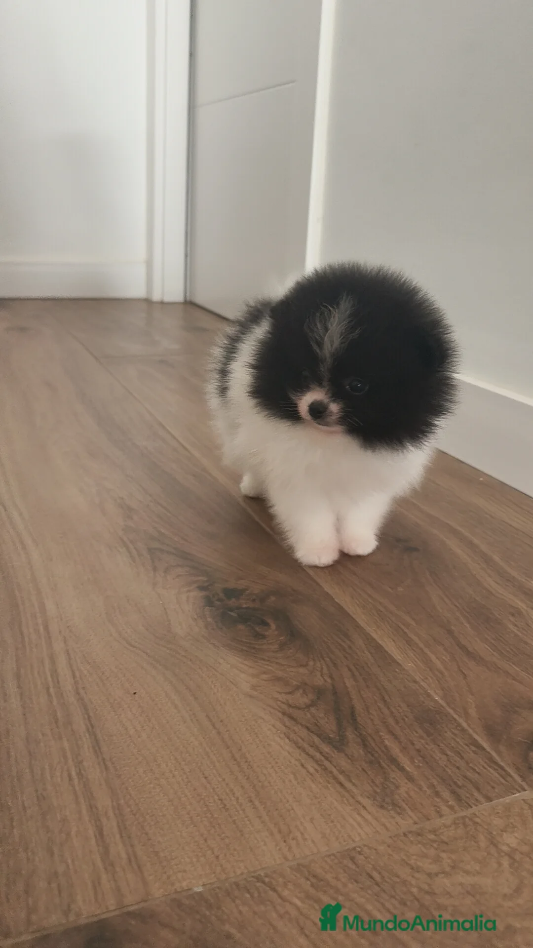 Pomerania perros en venta: Pomerania TOY Party ♀️♂️ - Anuncio 12