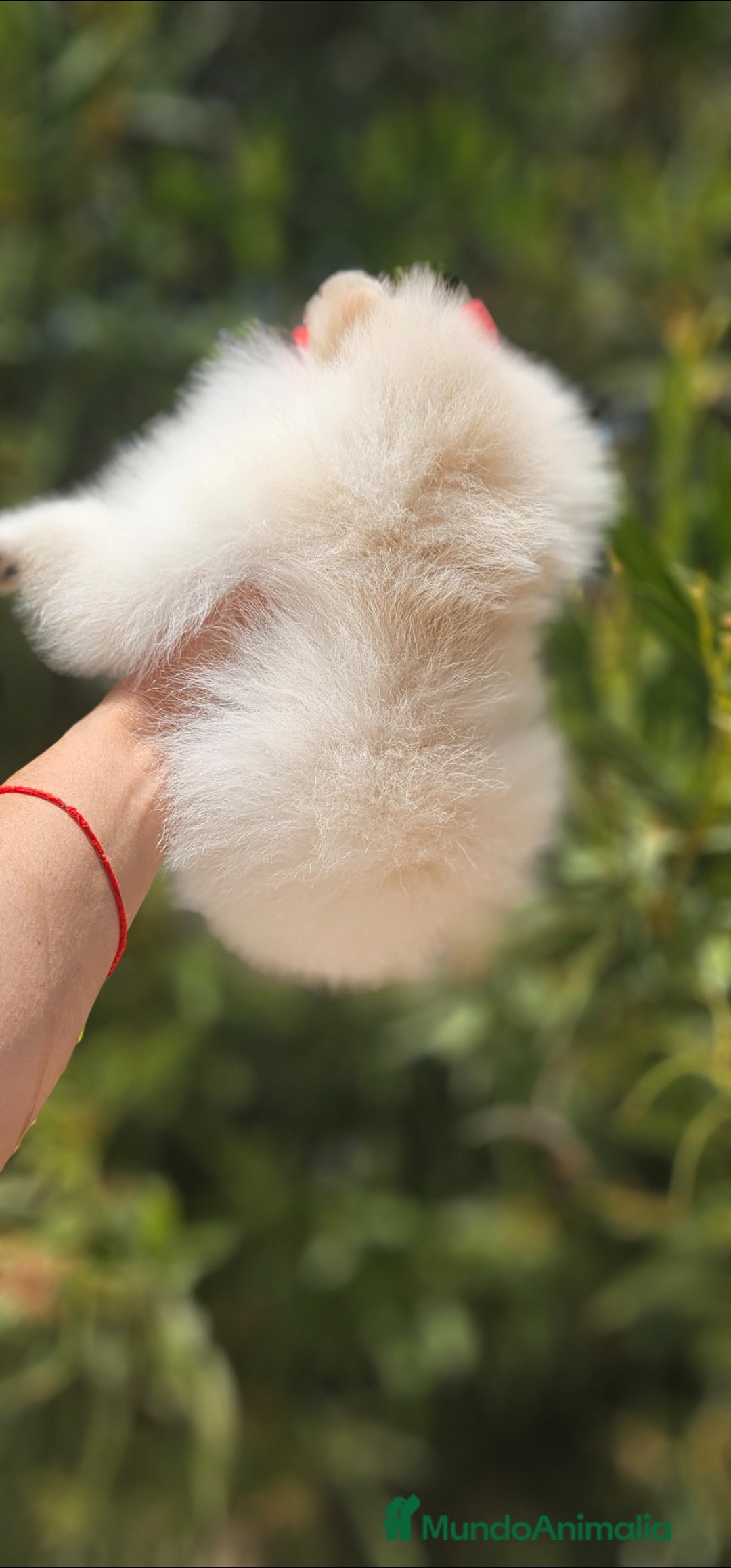 Pomerania perros en venta: Preciosa cachorrita Pomerania  - Imagen 2